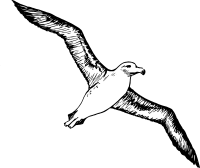 Albatross