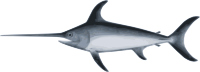 Swordfish