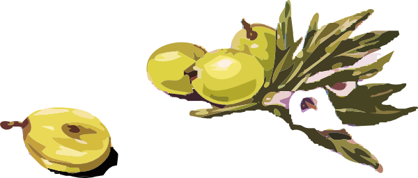 Оливки, Олива