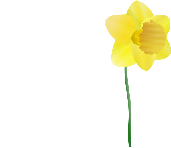 Plant, Flower, Daffodil, Jonquil