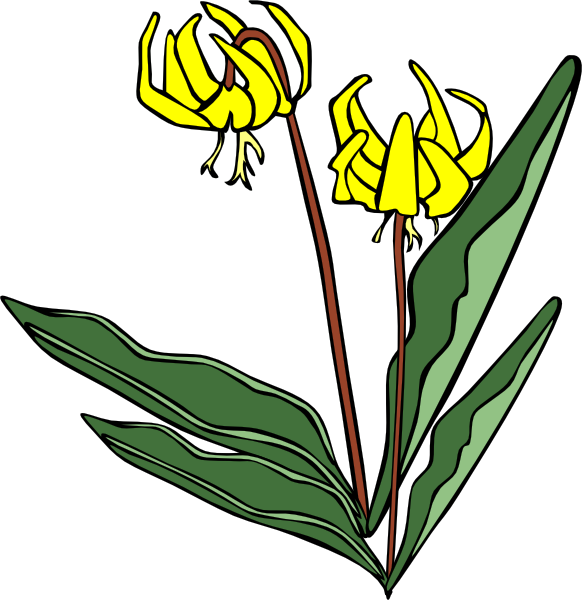 Flower, Erythronium