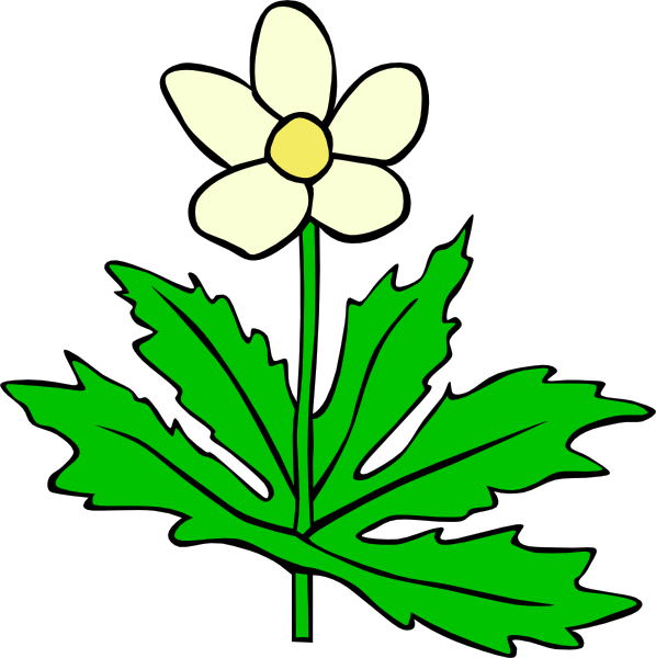 Plant, Flower, Anemone