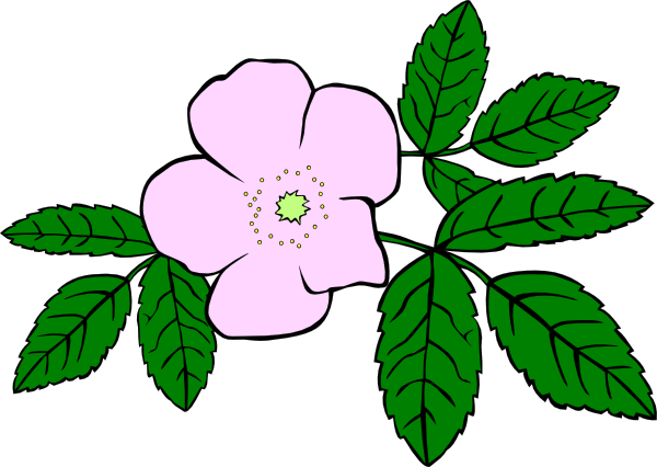 Rose, Flower