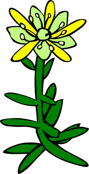 Flower, Saxifraga