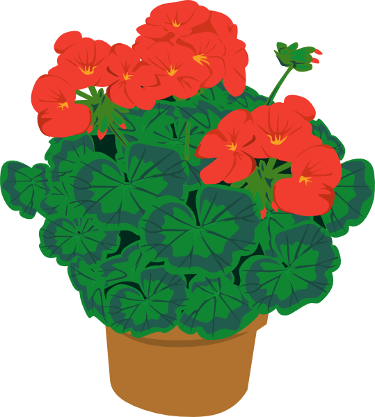 Geranium, Flowerpot, Flower, Plant