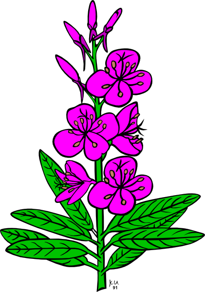 Plant, Flower, Epilobium, Angustifolium