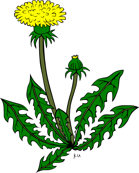 Plant, Flower, Taraxacum, Officinale, Dandelion