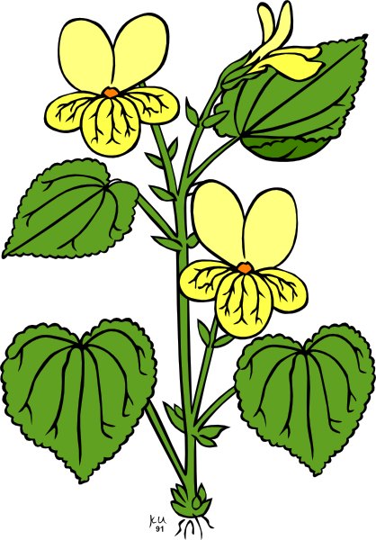 Plant, Flower, Viola glabella