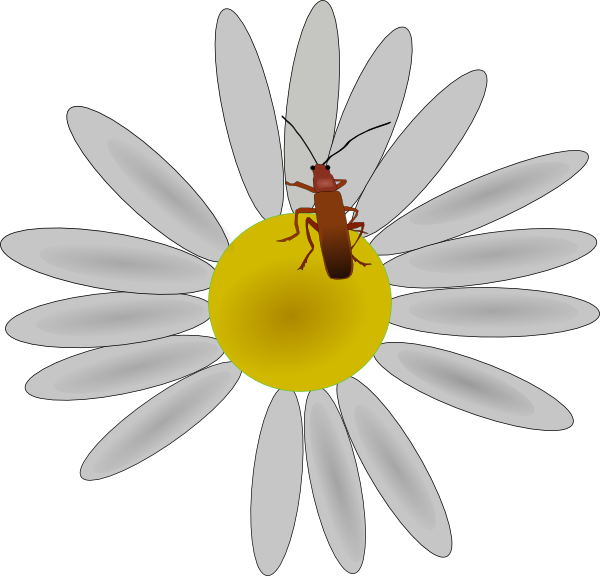 Flower, Insect, Bug