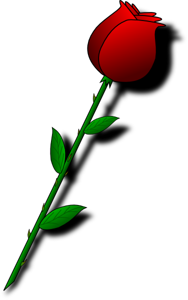 Роза, Цветок