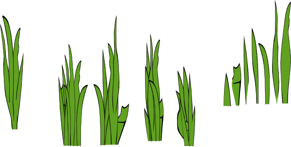 Grass, Sprout, Herbage
