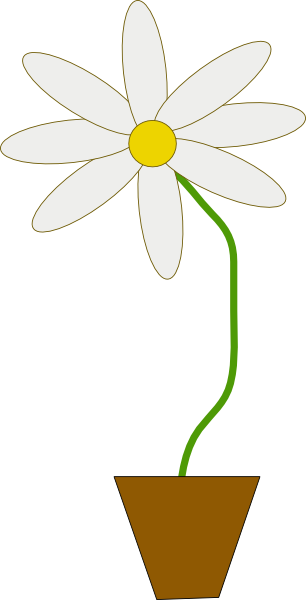 Цветок, Комнатное растение