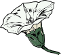 Bindweed