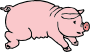 Piglet